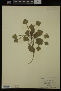 Image Associated With the Occurrence