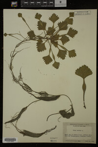 Image Associated With the Occurrence