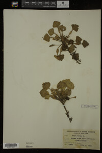 Image Associated With the Occurrence
