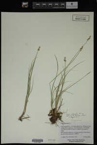 Carex echinata image