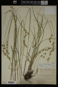 Carex straminea image