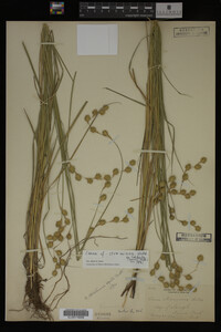 Carex straminea image