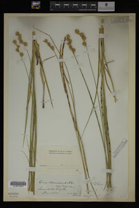Carex straminea image