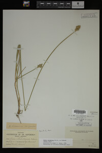 Carex straminea image