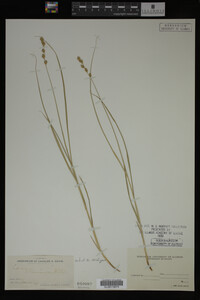 Carex straminea image