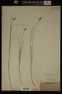 Carex straminea image