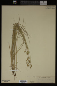Carex straminea image