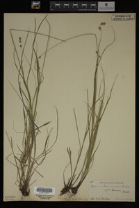 Carex straminea image