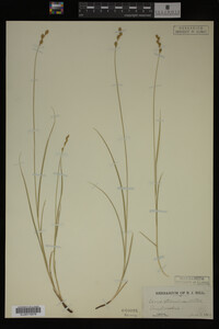 Carex straminea image