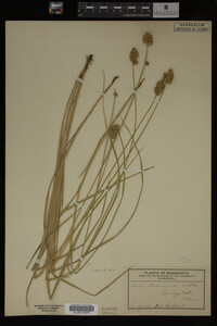 Carex straminea image