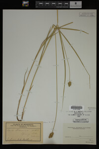 Carex straminea image
