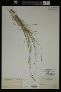 Carex straminea image