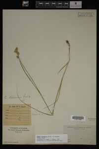 Carex straminea image