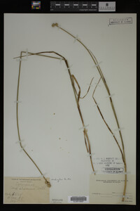 Carex straminea image