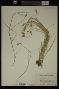 Carex straminea image