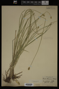 Carex straminea image
