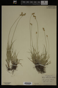 Carex straminea image