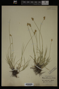 Carex straminea image