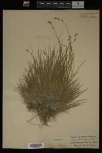 Carex straminea image