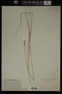 Carex straminea image