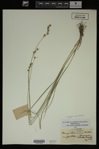 Carex straminea image