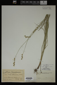 Carex straminea image