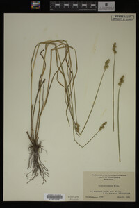 Carex straminea image
