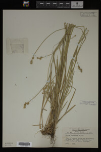 Carex straminea image