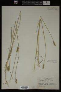 Carex straminea image