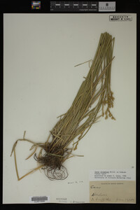 Carex straminea image
