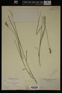Carex straminea image