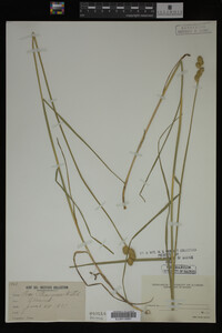 Carex straminea image