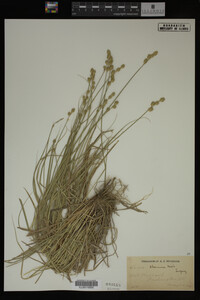 Carex straminea image