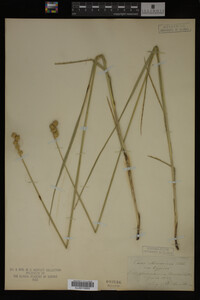 Carex straminea image