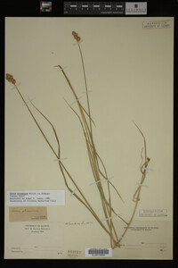 Carex straminea image