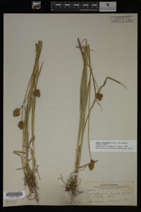 Carex straminea image