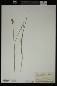 Carex straminea image