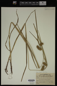Carex lurida image