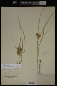 Carex lurida image