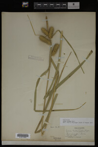 Carex lurida image