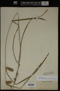 Carex lurida image