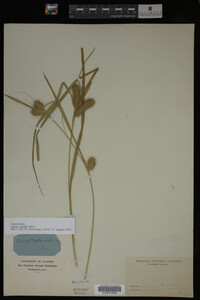 Carex lurida image
