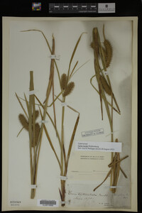 Carex lurida image