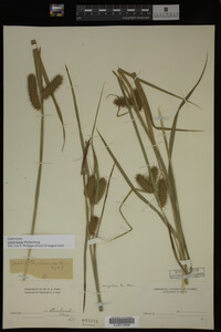 Carex lurida image