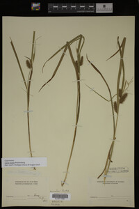 Carex lurida image