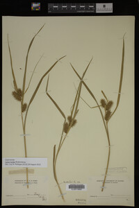 Carex lurida image