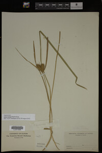 Carex lurida image