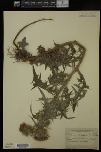 Image Associated With the Occurrence
