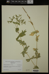 Image Associated With the Occurrence