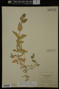 Image Associated With the Occurrence
